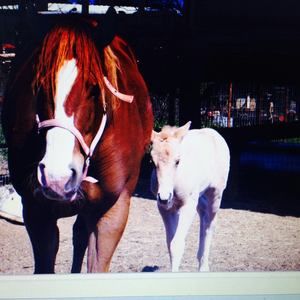 Meet your Posher, Lou